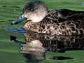 Grey teal
