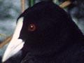 Australian coot on nest
