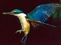 Audio: Kingfisher in flight