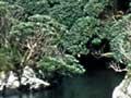 Muttonbird scrub, Snares Island 