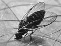 Female sandfly
