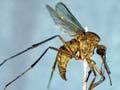 Saltpool mosquito