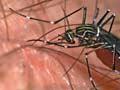 Striped mosquito