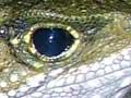 Tuatara species