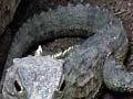 Tuatara shelter