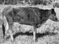 Cow with ‘bush sickness’