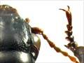 Bounty Islands ground beetle 