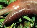 Earthworms mating