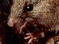 Kiore (Pacific rat)