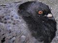 Pigeons in Wellington