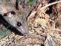 Rat in a thrush nest