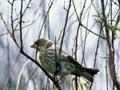 Female house sparrow