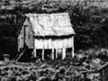 A futtah on a sheep station
