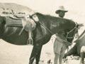 Horses in the First World War