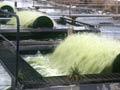 Algae biofuel