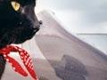 Rastus the motorcycle-riding cat