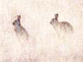 Rabbits