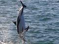 Viewing dolphins