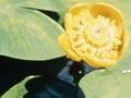Pest plant