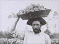 Harvest time