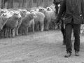 Droving sheep on an unsealed road