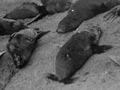 Clubbed seals, Campbell Island