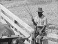 Bullock team