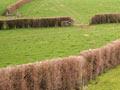Boxthorn hedges