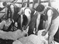 Shearing 