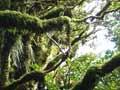 Goblin forest, Dawson Falls