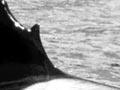 Misshapen dorsal fin