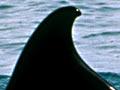 Orca injury from a boat propeller