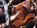 Storm-cast seaweeds