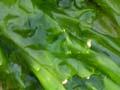 Green seaweeds 