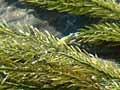 Sea rimu 