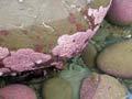 Pink paint 