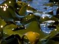Bull kelp 