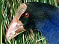 Pūkeko with hatchling