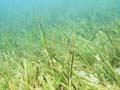Seagrass