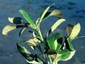 Managing mangroves 