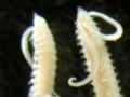Mudworms