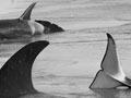 Stranding, Paraparaumu Beach