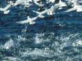 Surfacing fish