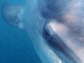 Bottlenose dolphin