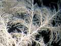 Black coral