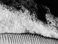Fossil conulariid