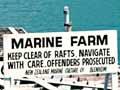 Mussel farming 