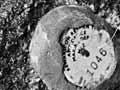 Tagged pāua 