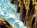 Brown seaweeds