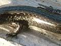 Shore skink